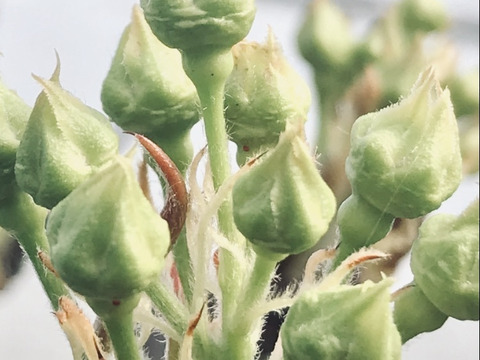 【とにかくシャキシャキ‼️】ゴールド二十世紀梨✨️爽やかな甘みとシャキシャキジューシーで日持ち良し‼️良品約2.3kg(小玉8~9個入)✨️ご家庭用にどうぞ😊