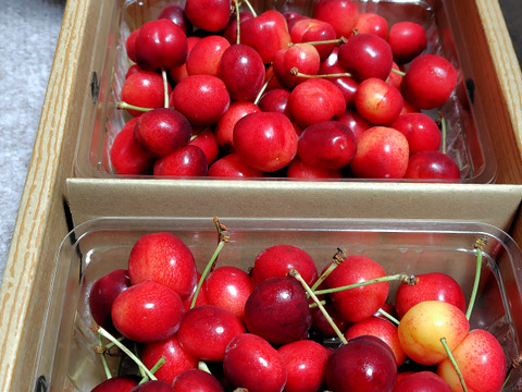 【さくらんぼ最高糖度賞受賞園地】紅てまり　訳1kg