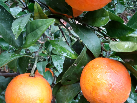 アントシアニン豊富「ﾌﾞﾗｯﾄｵﾚﾝｼﾞ」3キロ