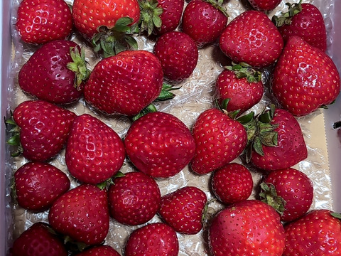 【訳あり！】あまりん大容量６５０ｇ以上