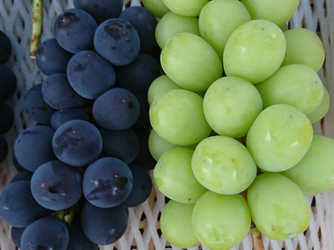 🍇家庭用🍇ちょっぴり訳アリ シャインマスカット🍇2kg日本一の産地山梨