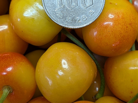 さくらんぼ紅秀峰加工原料1.4kg