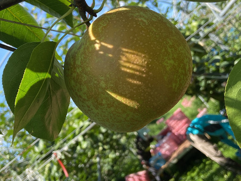 限定セール！！【樹上完熟甘太】5kg