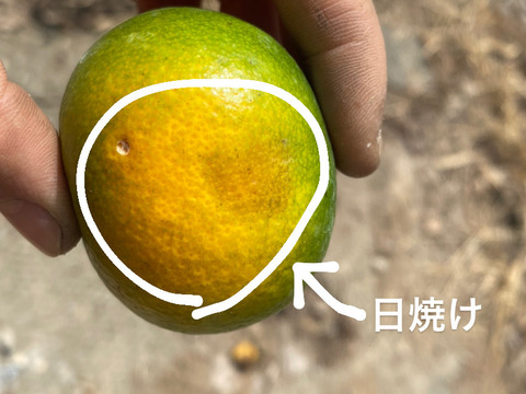 【お買い得】※訳ありみかん　2キロ