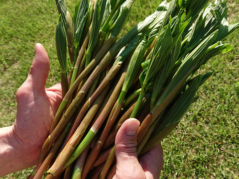 【天然】お約束!!妙高山の山菜をドーン!!バラエティー４種セット（500g～）山菜詰め合わせ 山菜 ミックス