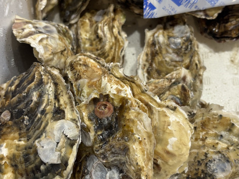 【BBQに牡蠣！】【生牡蠣】【生食用】三重県産 殻付き 浦村かき M～Lサイズ 50個入り (約5.5ｋg前後）（5～10人前）貝類 歳暮 バーベキュー【母の日ギフト】【生で食べれる美味い牡蠣】