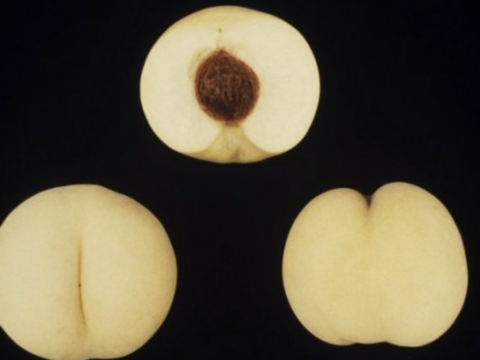 白桃　望月もちづき　生食コンポート用　約3キロ満杯詰　訳あり家庭用