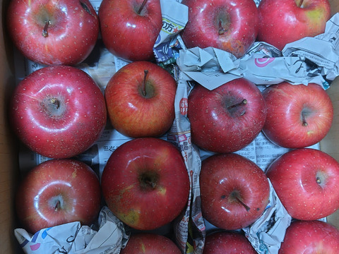 葉とらずサンふじ　家庭用B品　たっぷり10キロ箱　JA基準より60％減の低農薬栽培