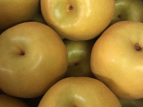 予約販売【旬の梨詰め合わせ】3品種2.2kg(7~8個入) ✨️豊水・あきあかり・ゴールド二十世紀✨3種それぞれに美味しいです‼️お好みの梨を見つけて下さい😊