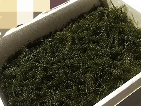 【生産者直送】✴︎人気No.1✴︎生海ぶどう(茎付き) 1kg