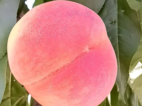 信州小布施 桃「川中島白桃」 家庭用5キロ