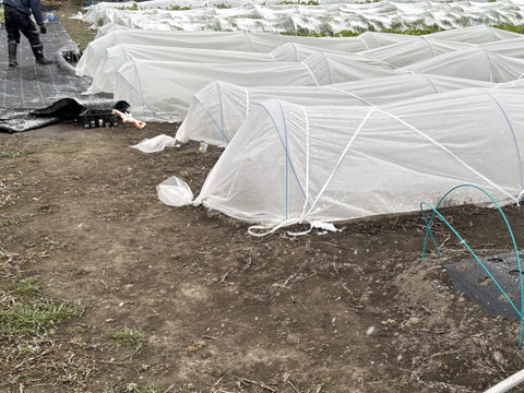 我が子に食べさせたい野菜を｜志学農
園の白菜 3玉（約5kg）栽培期間中農薬・化学肥料不使用