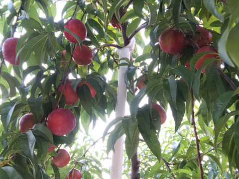 甘酸っぱくてジューシー！ネクタリン『メイグランド』(秀品約2㎏)【お中元対応可】