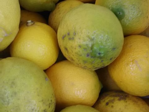 すっぱ～いσ(・ε・｀)🍋🍋自然栽培【数量限定❗❗】子供に食べさせたい農家の柑橘セット🍊🍊🍊😋🎵✨✨✨約３㎏　(常温便)