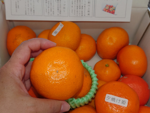 12/28の年内即発送！【甘～い柑橘福袋】甘～い完熟みかんや希少柑橘の食べ比べ！家族でワイワイ♪♪人気４品種が楽しめる！「旬のこだわり柑橘食べ比べ福袋２」ご家庭用　約3kg入【商品番号1102-3k】