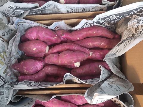 寝かせなくても甘い2023産🍠紅ハルカ５キロ桜島産