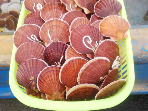 青森県むつ湾産ベビーホタテ