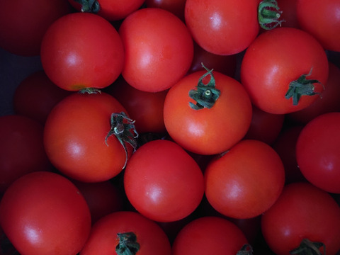 クール発送【Z1】皮が薄くジューシーな中玉フルーツトマト　ゼッピン娘(華おとめ)　1kg