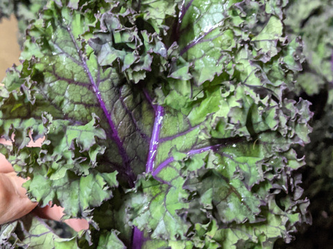 【農薬を使わずに栽培】紫カーリーケール
