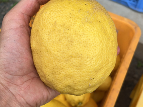 香りも味も！　皮も実も丸ごと使用したレモンパウダー　100g