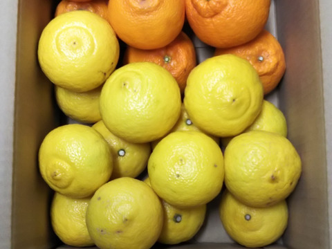 残りわずか　家庭用Ａ品　柑橘２種食べ比べ　不知火とはるか　箱込み４.5キロ