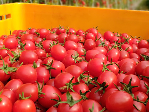 【まるでサクランボ】皮が口に残らない！子どもがパクパク食べる、フルーツのような甘さのミニトマト「まゆか」１.７㎏箱