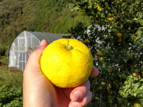 香り高い！柚子2kg  農薬不使用