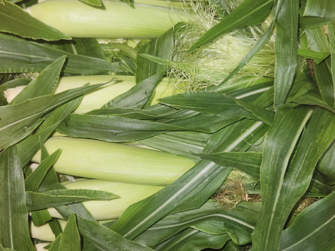 旬は一瞬！ヒゲ付きヤングコーン（50本）