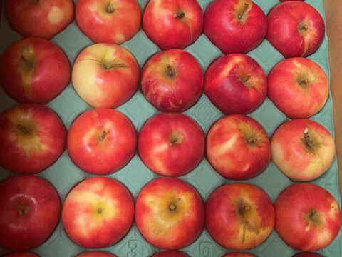 残り5ケース🍎シナノピッコロ 5キロ箱 訳あり品 人気上昇中！ 商品ID09217 長野県 信州 安曇野 リンゴ 幻 幻のリンゴ 予約 希少 旬