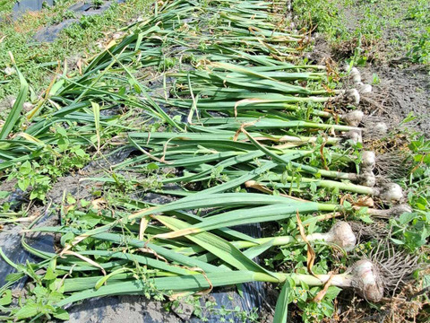 ホクホクで甘いホワイト六辺ニンニク！1kg【栽培期間中農薬・化学肥料不使用】