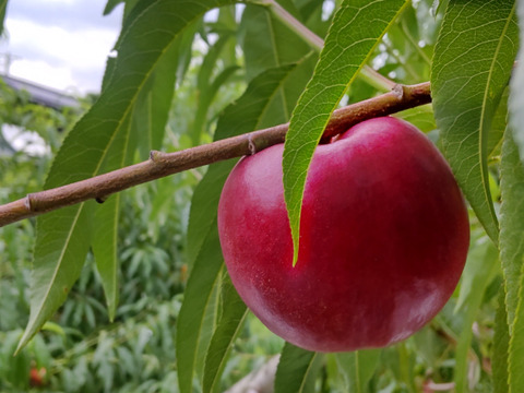 甘くてジューシー！ネクタリン『スイートトップ』(家庭用約2㎏)