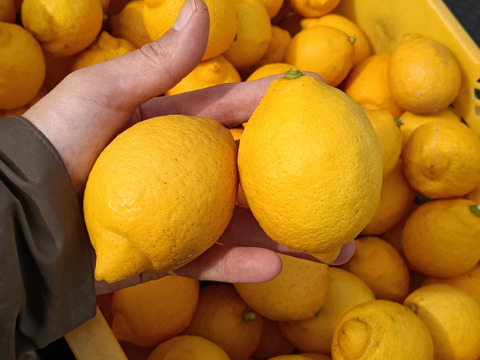 【完熟】【栽培期間農薬不使用】大崎上島産レモン2kg