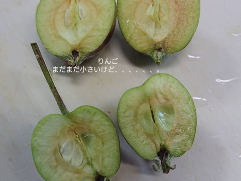 「収穫始めてまーす！サンつがる約10kg 今年はいつもにまして姉、情熱を注いでおります。