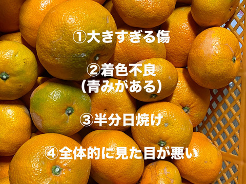【大特価】加工用みかん　10キロ