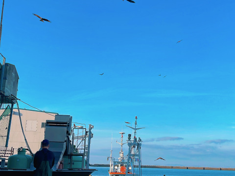 【天草・牛深の隠れ逸品】真珠貝（アコヤ貝）の貝柱200g〜濃厚な甘みと驚きの食感〜