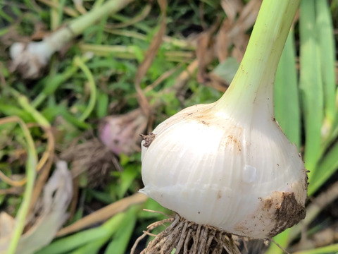 【今しか味わえない】生にんにく1kg(栽培期間中:農薬・化学肥料不使用)
