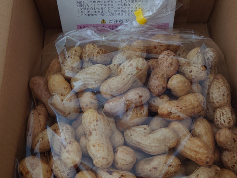 旬物】ぷりぷり大粒！千葉県産おおまさり1kg 食べ応えバツグンの