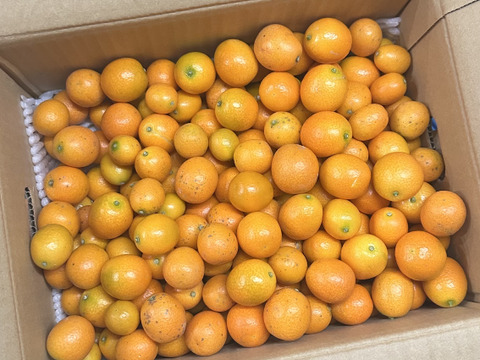 【加工用】温室きんかん計3kg