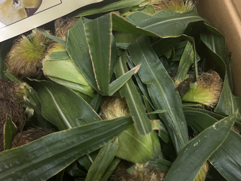 朝収穫して当日発送！とうもろこしゴールドラッシュ約5k 2Lサイズ11本〜12本