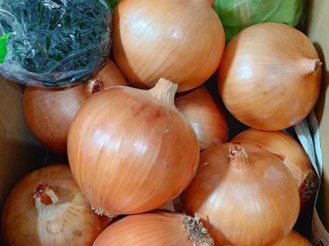 大好評，地層が違う淡路島、大玉ターザン(風袋込み6キロ)