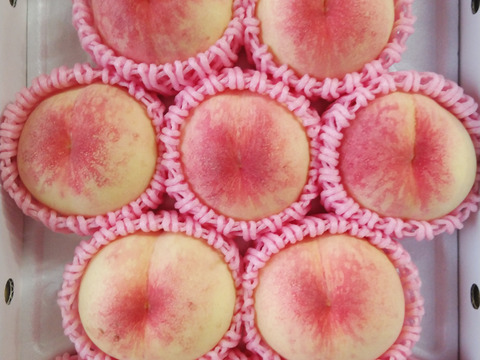 【贈答用】【朝どれ】
くだもの王国おかやまよりお届け
加納岩白桃の手提げ箱6玉入り (1.5㎏～1.7㎏)