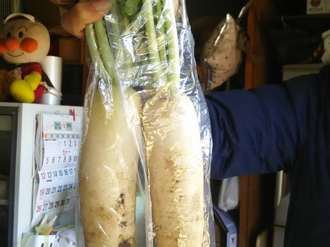 たっぷり大根葉🌱🌱【数量限定🌶️🌶️】 子供に食べさせたいばぁばのものすごい野菜😋🍙🥕
