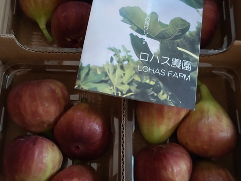 生でパクリ！朝採りいちじく1箱