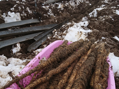 数量限定（２月末まで）！雪の中から、とろ～り熟成された゛雪中自然薯゛１ｋｇ（１～３本）