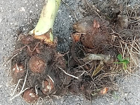 サプリメント野菜「里芋」（自然農）1㎏×2セット