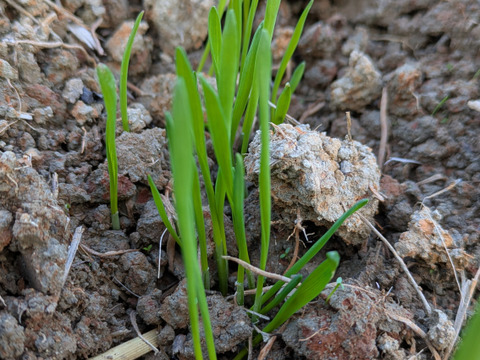 うどん　(乾麺)200g×4袋