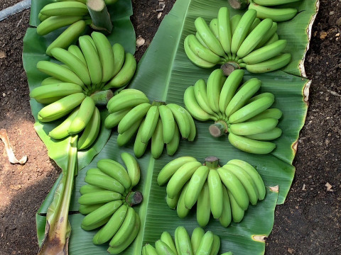 【味に自信あり」天下布武信長バナナ！　安心・安全、皮まで食べれる純国産バナナ！！！