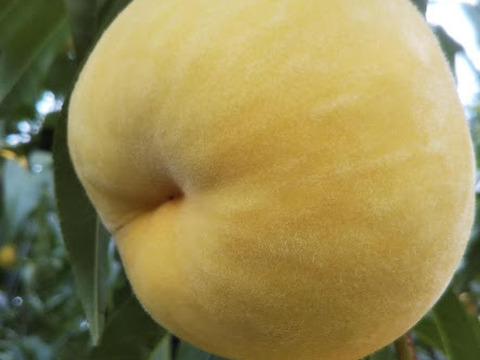 お届けは9月末～10月上旬【光月(お家用)～硬めの柿みたいな食感♪～】