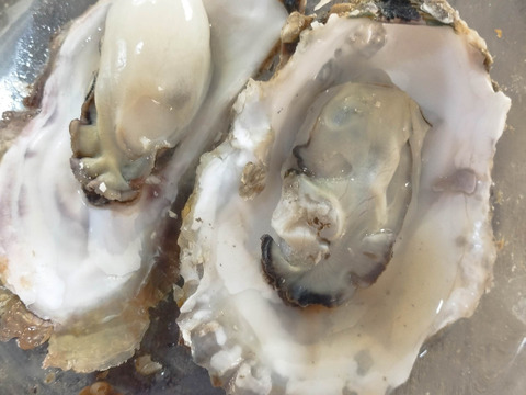 新物　バラ牡蠣　 生食可　7kg （45～60個くらい）