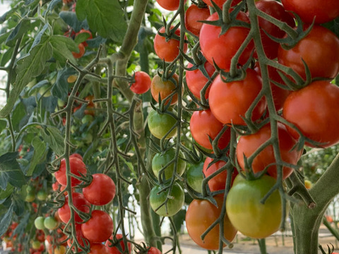 青森県板柳町産高糖度ミニトマト　栞